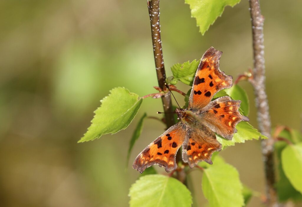 Det hvide C, Polygonia c-album