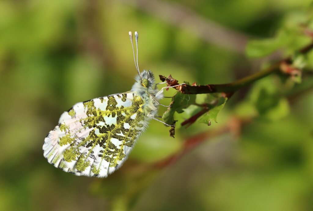 Aurora, Anthocharis cardamines