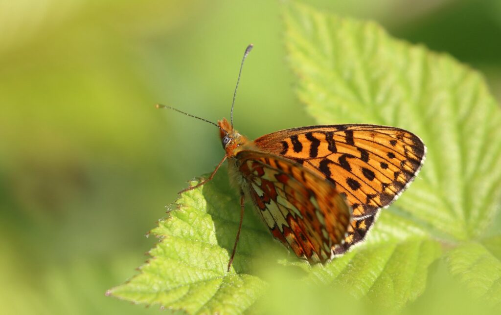 Rødlig perlemorsommerfugl, Boloria euphrosyne