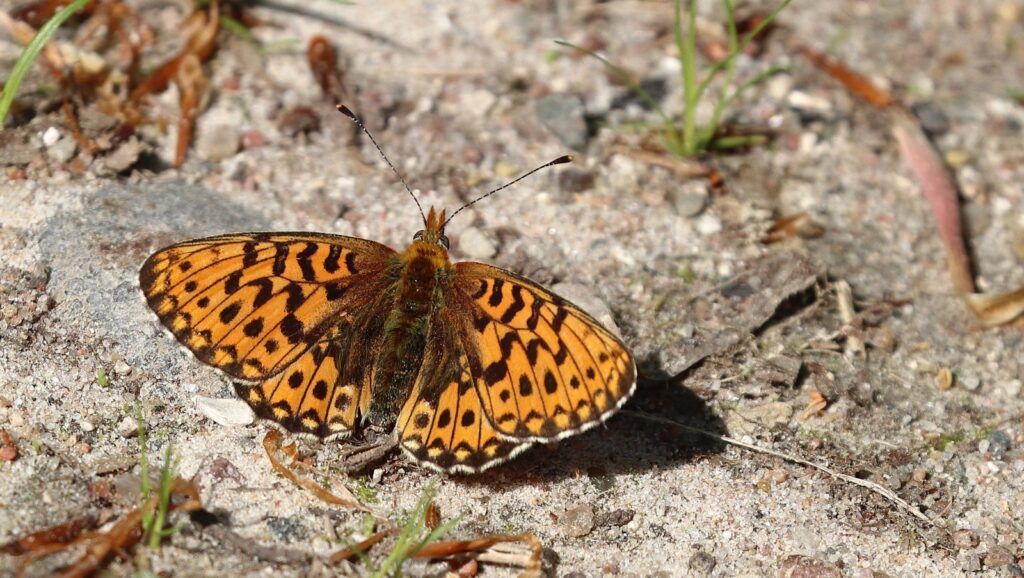 Rødlig perlemorsommerfugl, Boloria euphrosyne