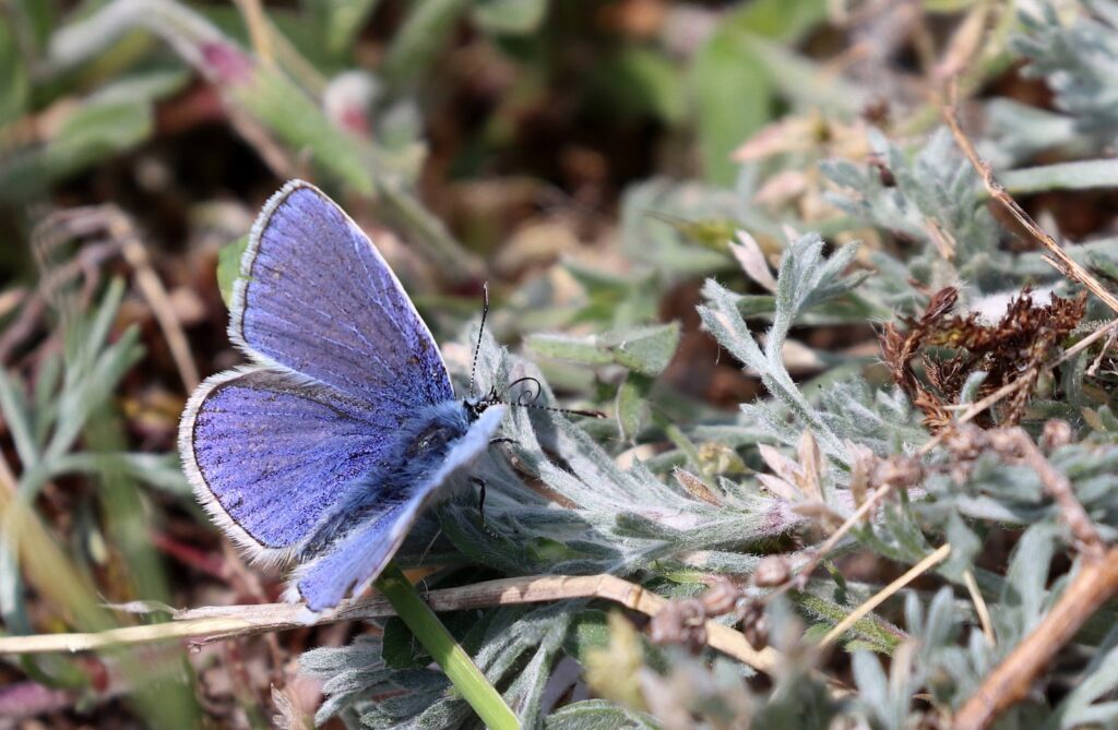 Almindelig blåfugl, Polyommatus icarus