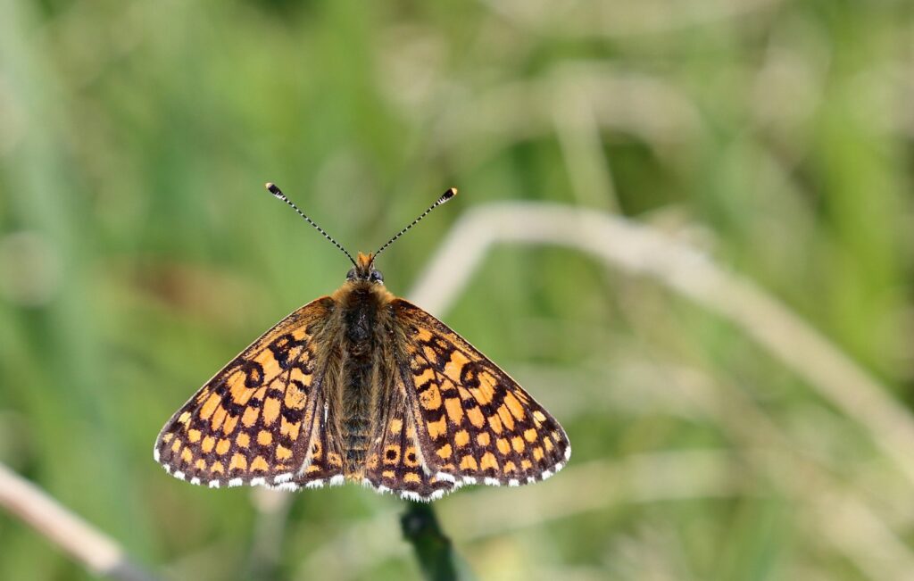 Okkergul pletvinge, Melitaea cinxia