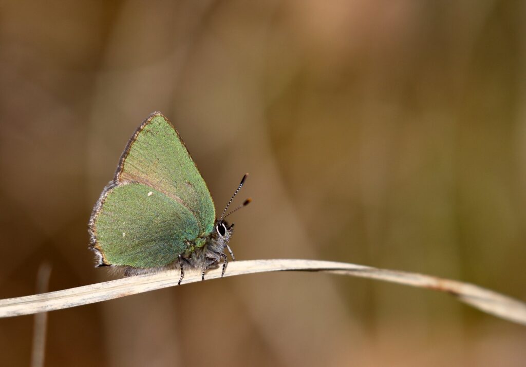 Grøn busksommerfugl, Callophrys rubi