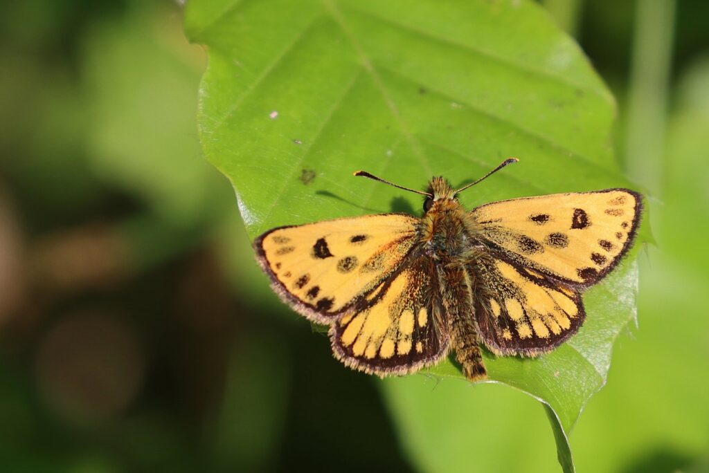 Sortplettet bredpande, Carterocephalus silvicola