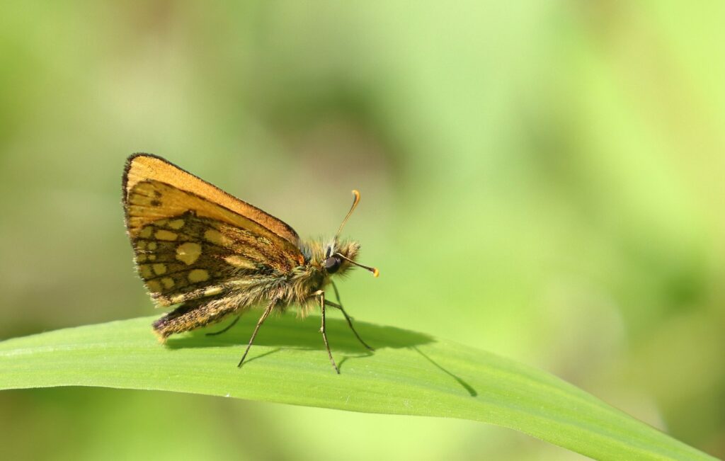 Sortplettet bredpande, Carterocephalus silvicola