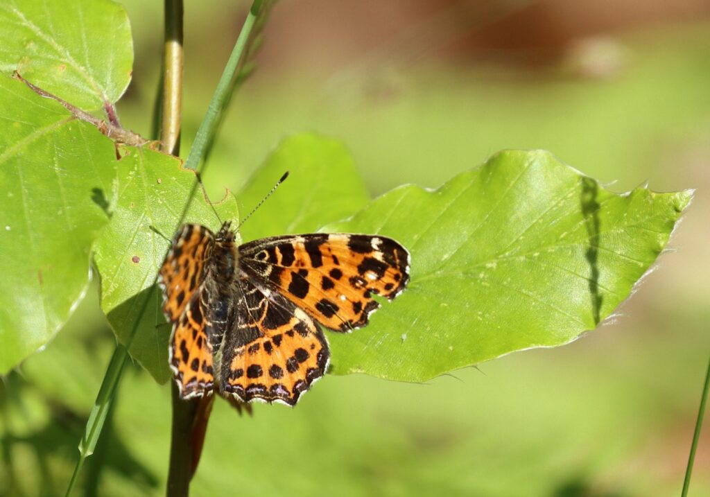 Nældesommerfugl, Araschnia levana