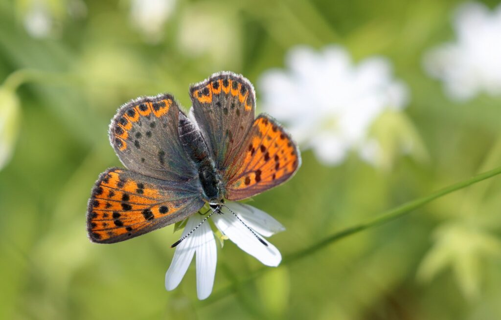 Sort ildfugl, Lycaena tityrus