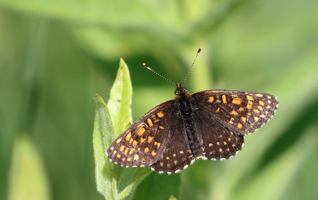 Mørk pletvinge, Melitaea diamina