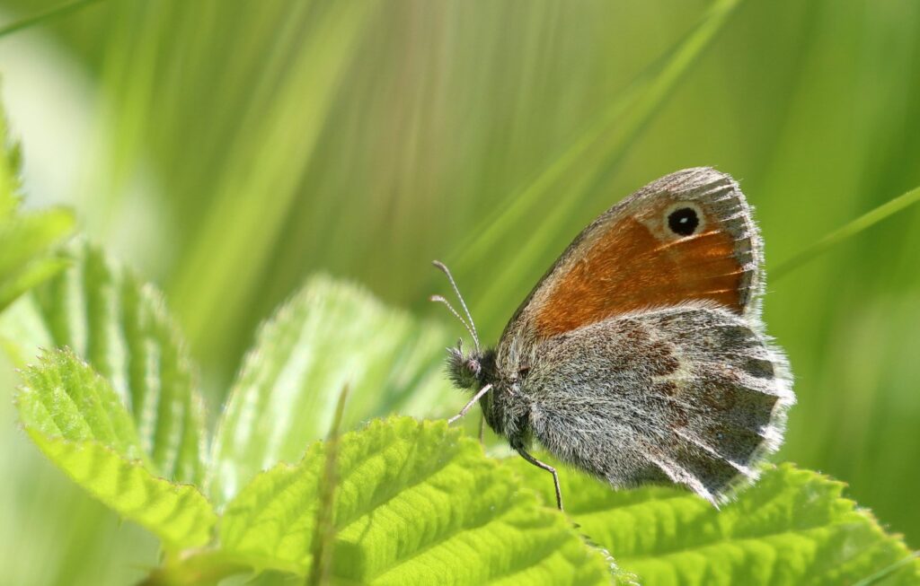 Okkergul randøje, Coenonympha pamphilus