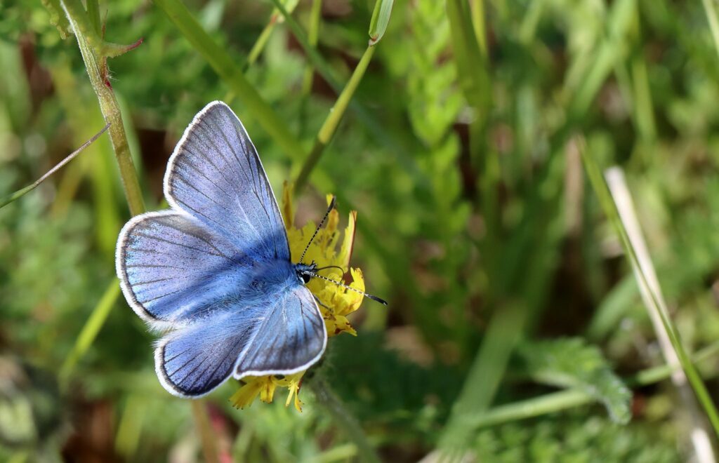 Isblåfugl, Polyommatus amandus