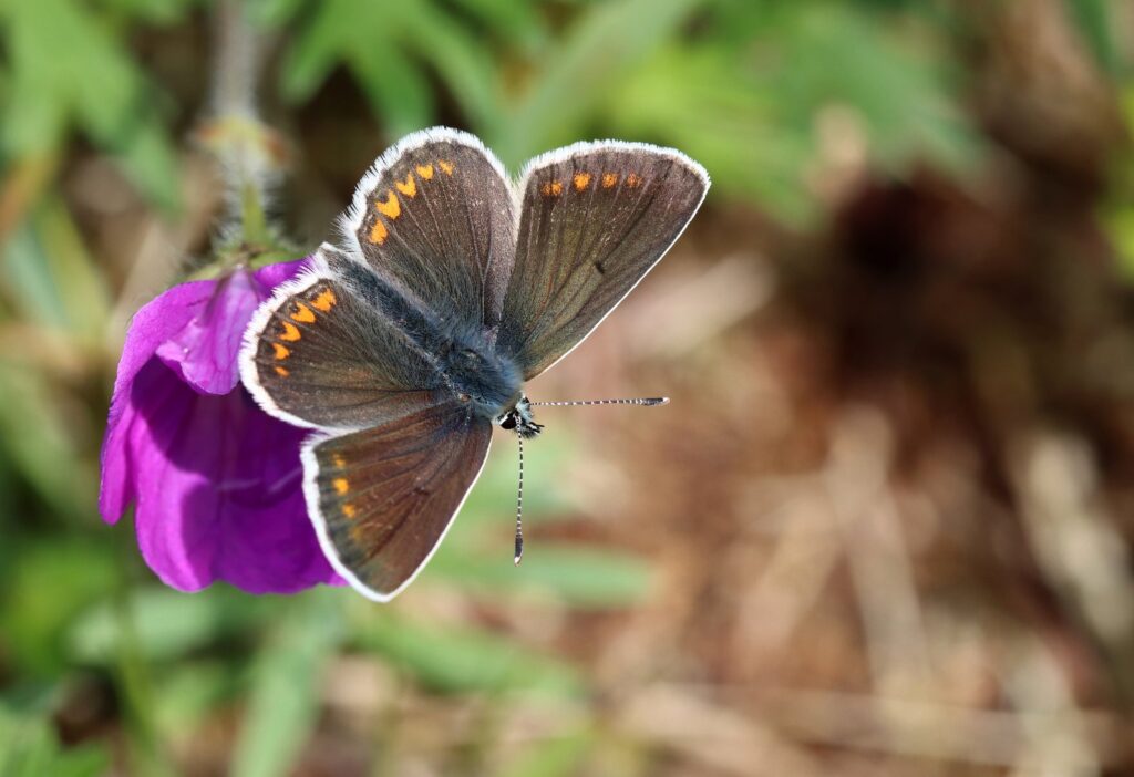 Sortbrun blåfugl, Aricia artaxerxes