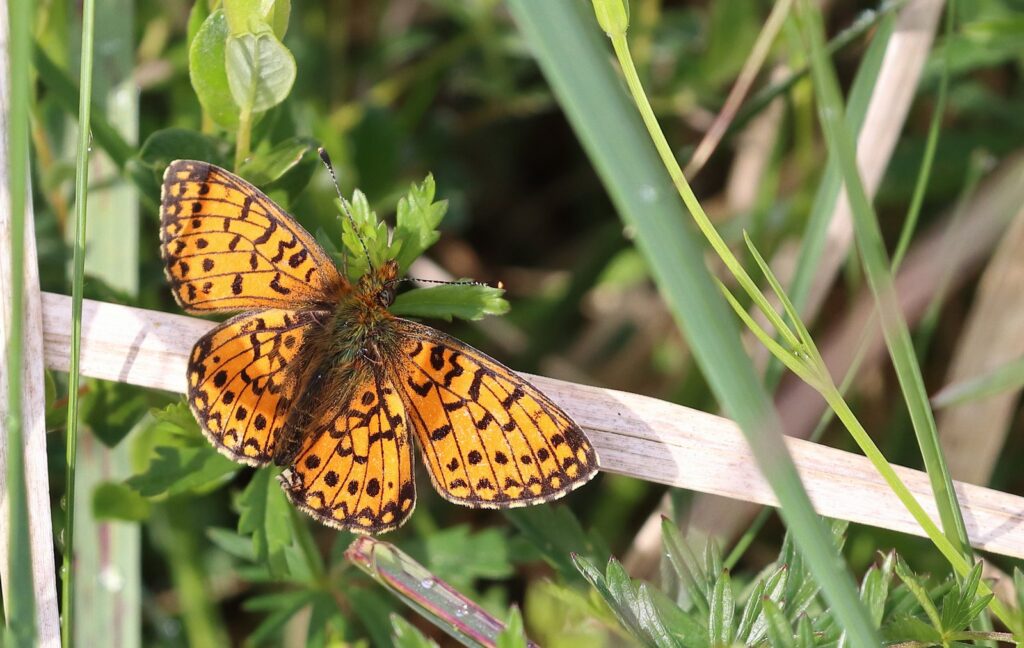 Brunlig perlemorsommerfugl, Boloria selene