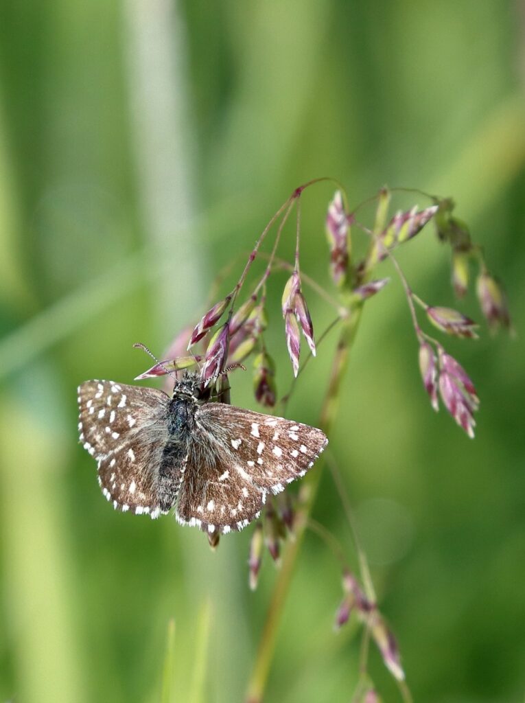 Spættet bredpande, Pyrgus malvae