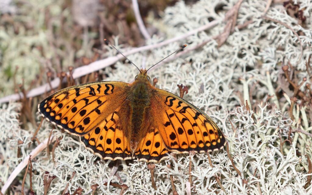 Klitperlemorsommerfugl, Fabriciana niobe