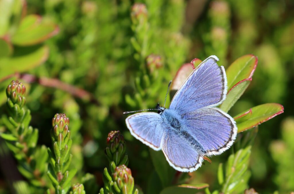 Foranderlig blåfugl, Plebejus idas