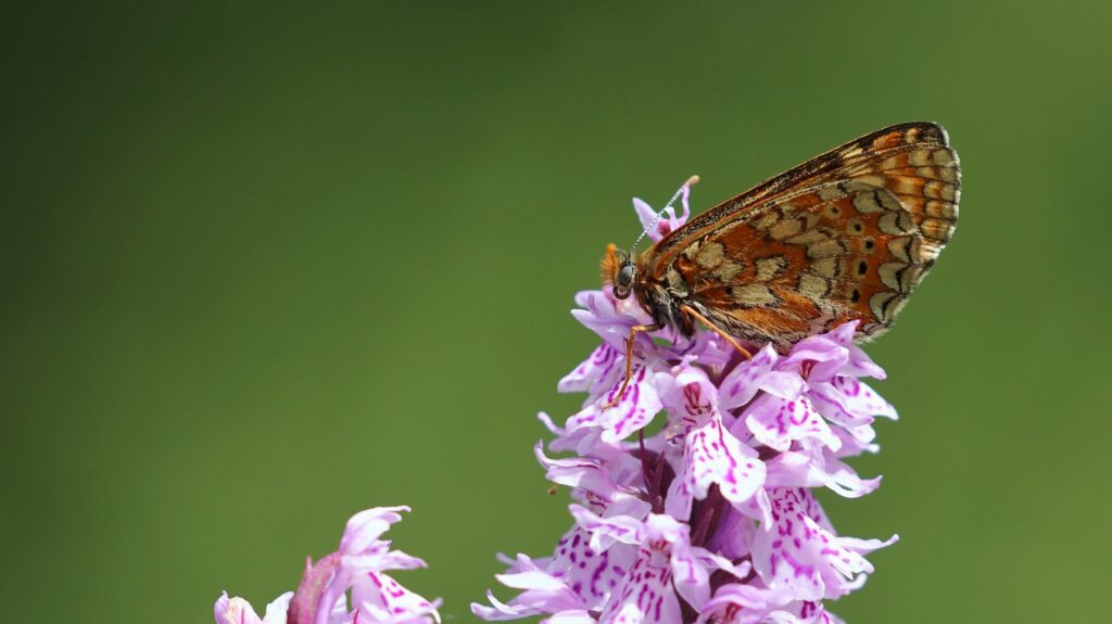 Hedepletvinge, Euphydryas aurinia