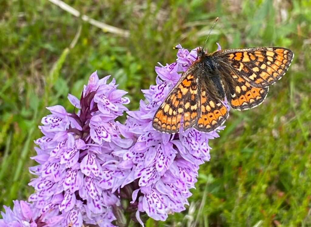 Hedepletvinge, Euphydryas aurinia