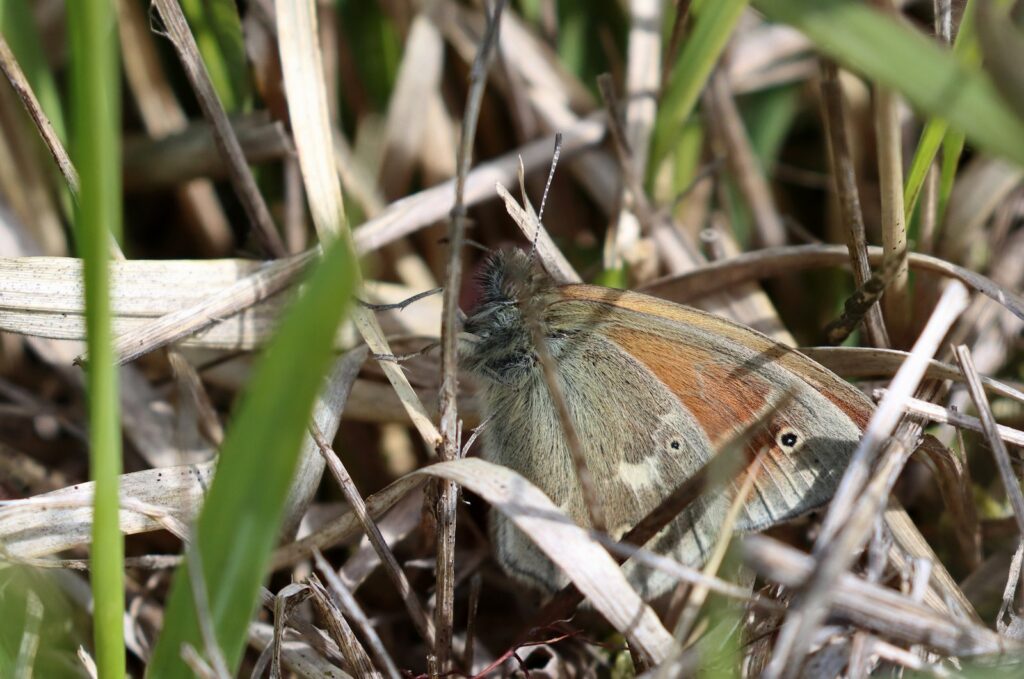 Moserandøje, Coenonympha tullia