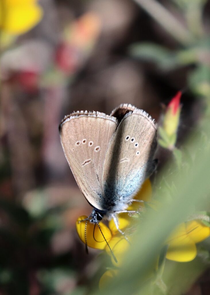 Engblåfugl, Cyaniris semiargus