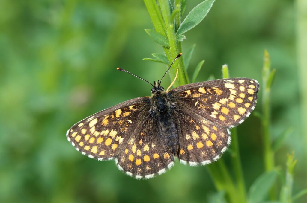 Brun pletvinge, Melitaea athalia