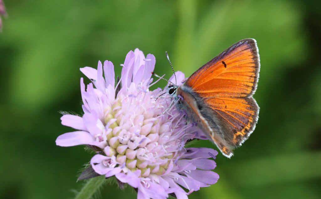 Violetrandet ildfugl, Lycaena hippothoe