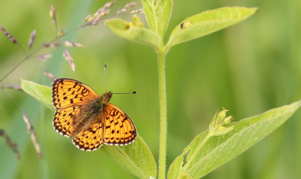 Engperlemorsommerfugl, Brenthis ino