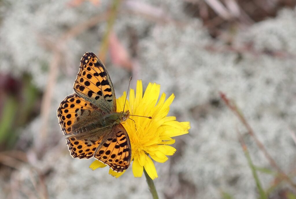 Storplettet perlemorsommerfugl, Issoria lathonia