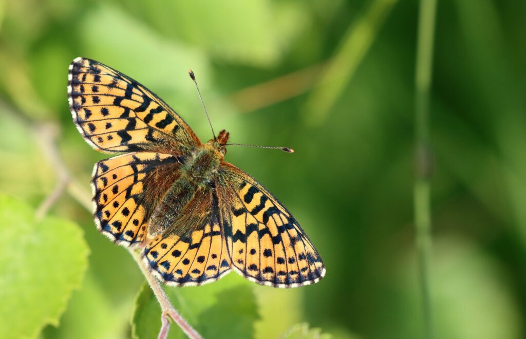 Moseperlemorsommerfugl, Boloria aquilonaris