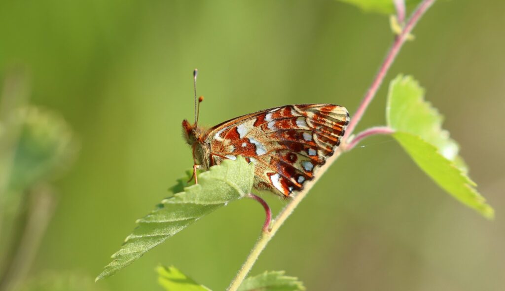 Moseperlemorsommerfugl, Boloria aquilonaris