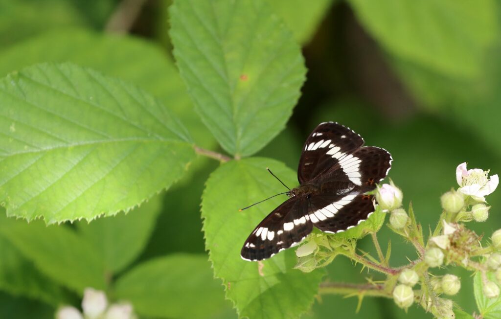 Hvid admiral, Limenitis camilla