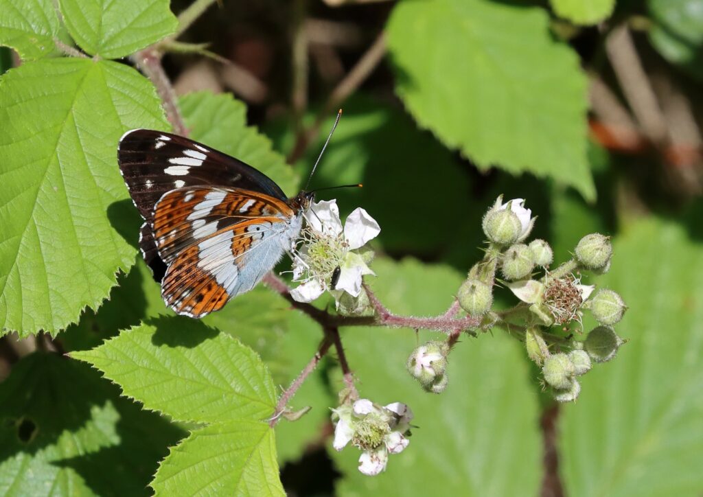 Hvid admiral, Limenitis camilla