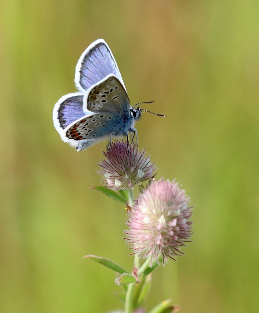 Argusblåfugl, Plebejus argus