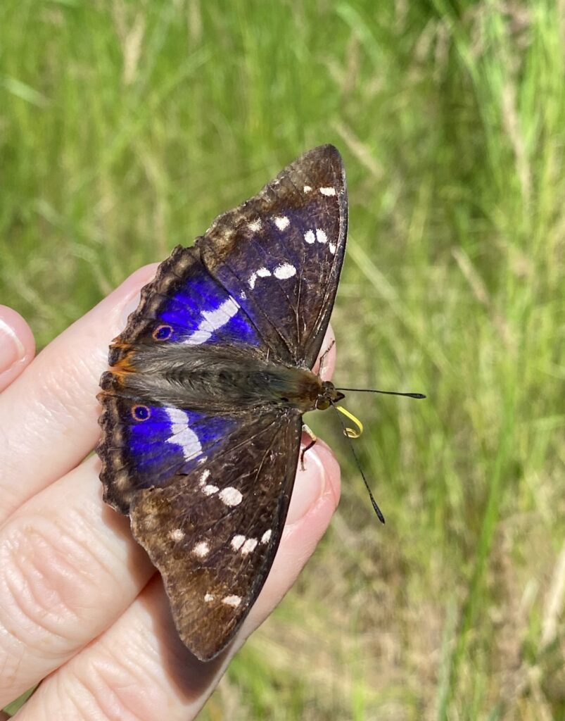 Iris, Apatura iris