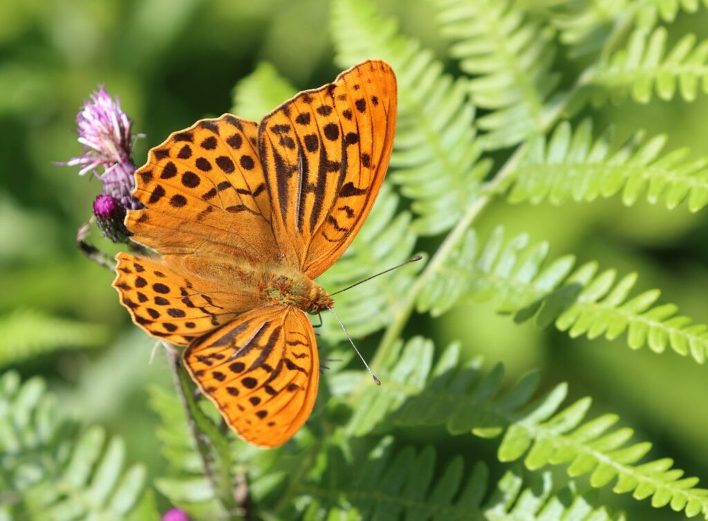 Kejserkåbe, Argynnis paphia