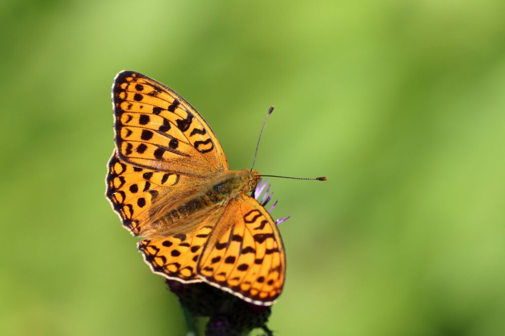 Skovperlemorsommerfugl, Fabriciana adippe