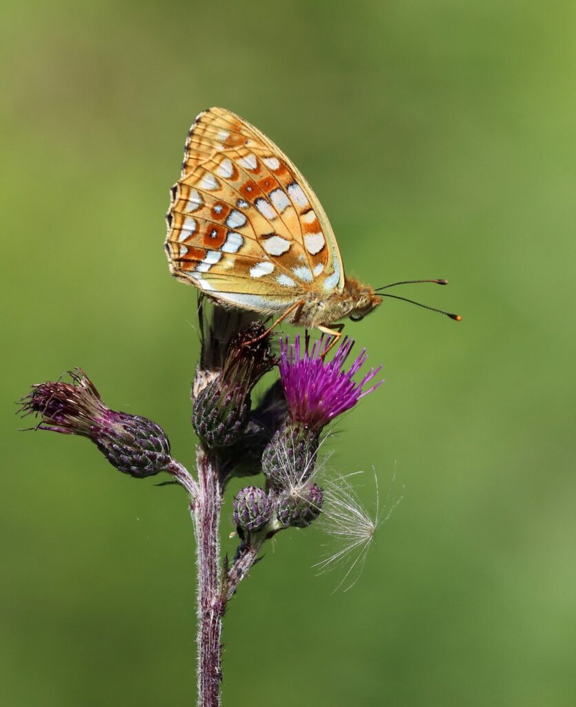 Skovperlemorsommerfugl, Fabriciana adippe