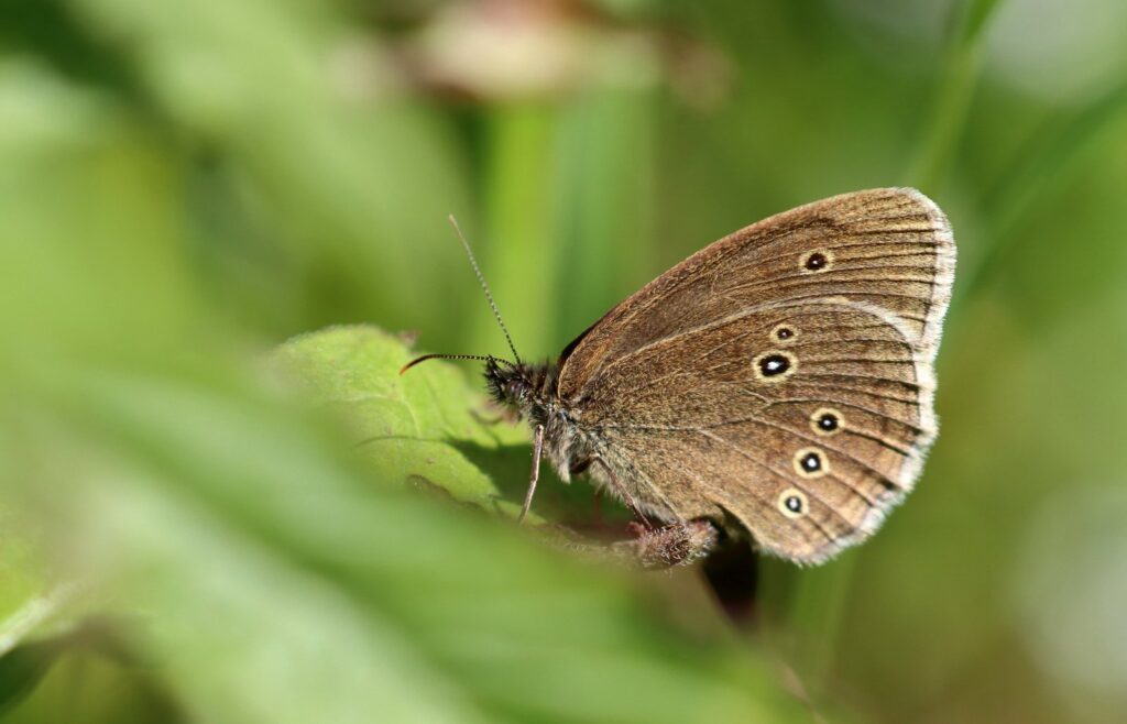 Engrandøje, Aphantopus hyperantus