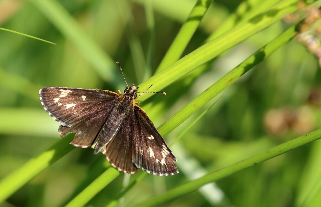 Spejlbredpande, Heteropterus morpheus