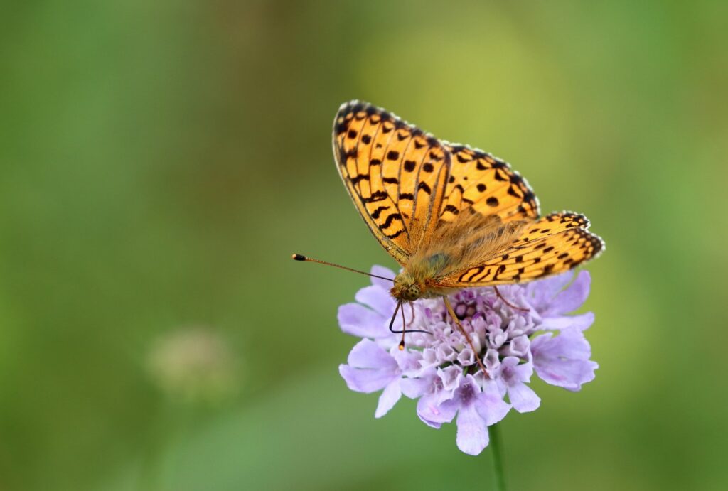 Markperlemorsommerfugl, Speyeria aglaja