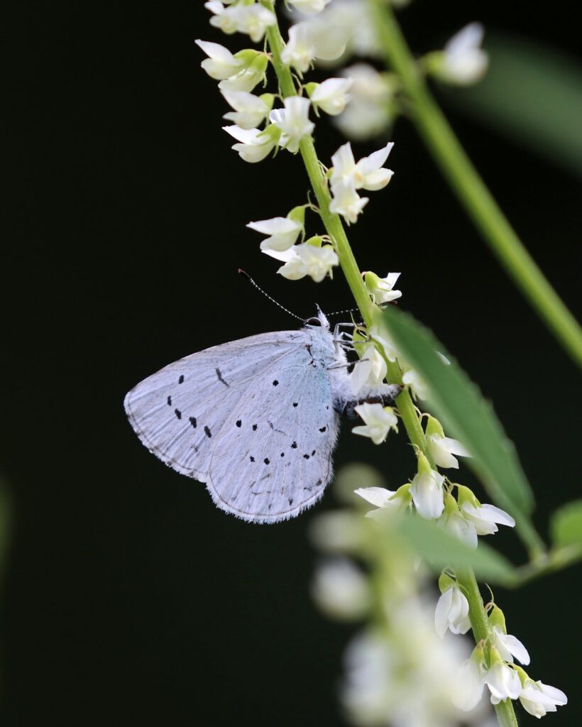 Skovblåfugl, Celastrina argiolus