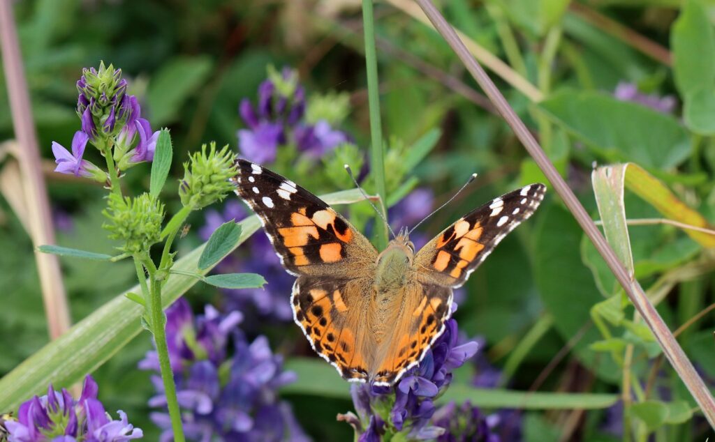 Tidselsommerfugl, Vanessa cardui