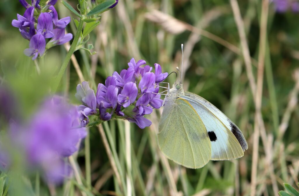 Stor kålsommerfugl, Pieris brassicae