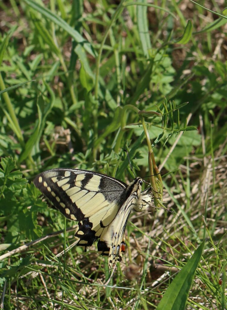 Svalehale, Papilio machaon