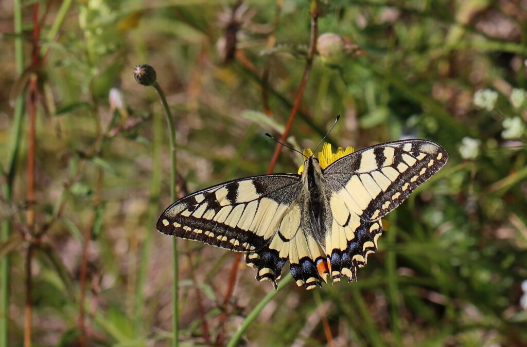 Svalehale, Papilio machaon