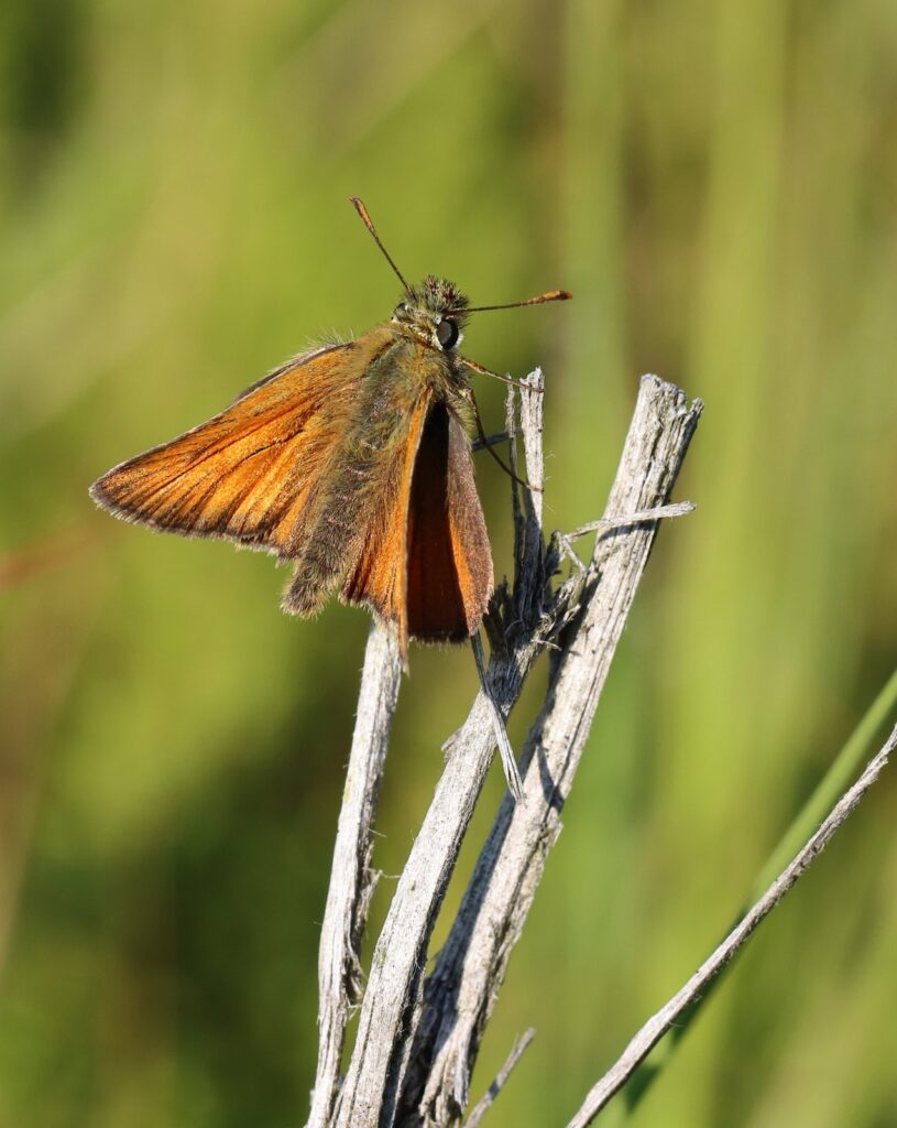 Skråstregbredpande, Thymelicus sylvestris