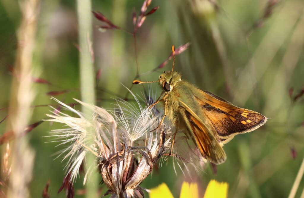 Kommabredpande, Hesperia comma