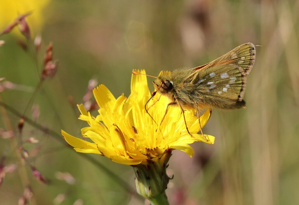 Kommabredpande, Hesperia comma