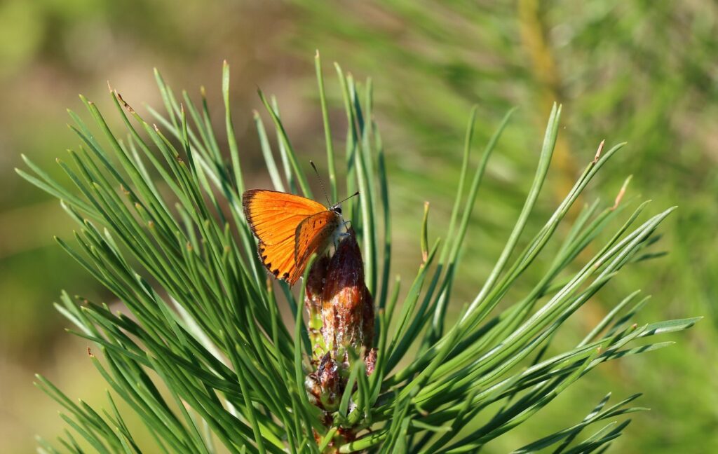 Dukatsommerfugl, Lycaena virgaureae