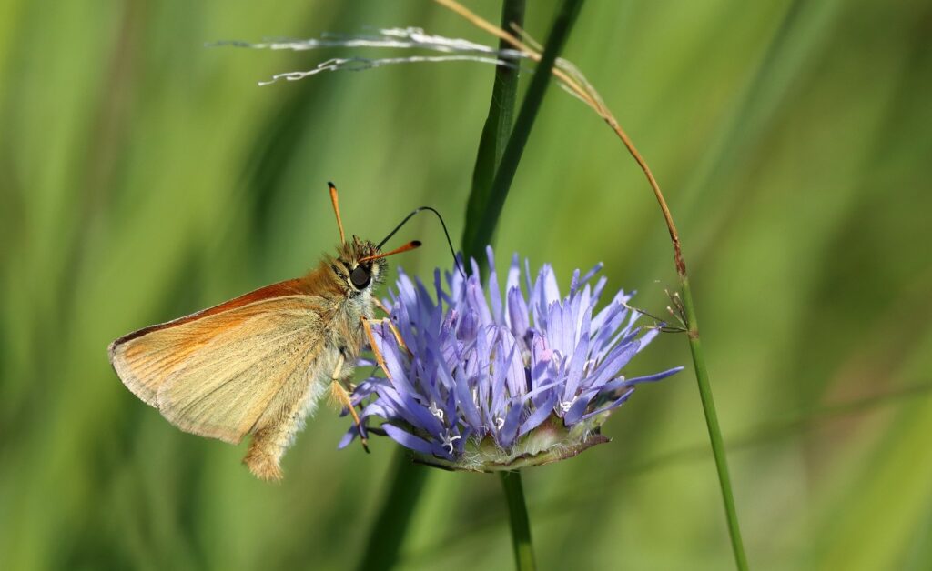 Stregbredpande, Thymelicus lineola