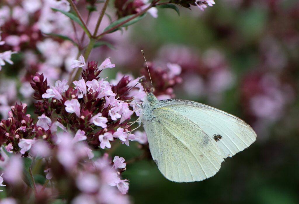 Lille kålsommerfugl, Pieris rapae